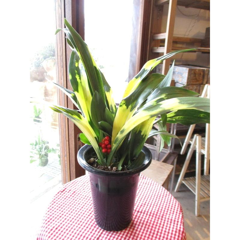 高評価のクリスマスプレゼント 万年青 オモト 有田のおもと 宗石 5 5号鉢サイズ 鉢植え ありだ ありた 薫る花 庭木 シンボルツリー 常緑樹 小型 ミニ 観葉植物 引越し祝いの大定番 Rmladv Com Br