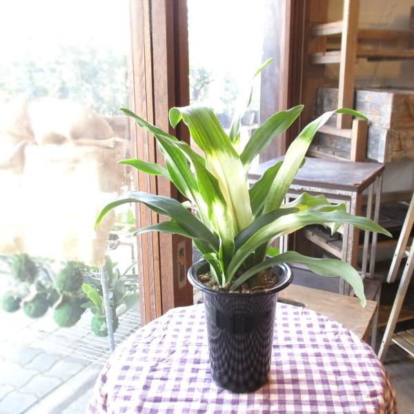 おもとのランキングtop100 人気売れ筋ランキング Yahoo ショッピング