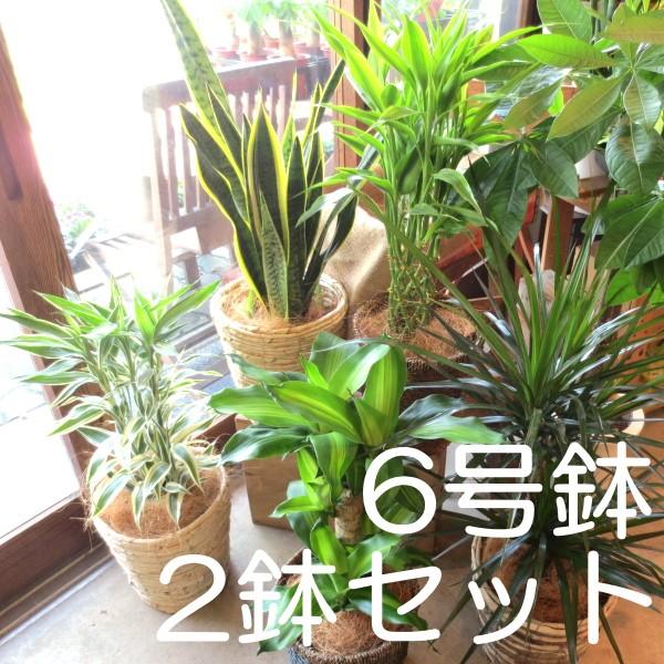2鉢セット 人気 おすすめ おためし観葉植物おまかせ6号鉢サイズ 鉢植え ミニ インテリアグリーン プレゼント 誕生日 開店祝い 幸福の木 モンステラ パキラ お試し 福袋