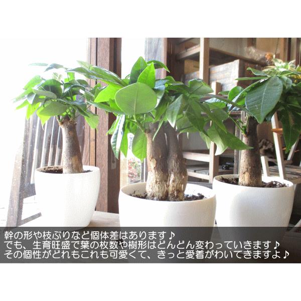 パキラ 発財樹 4号鉢サイズ 鉢皿付き 白色 プラスチック鉢 鉢植え