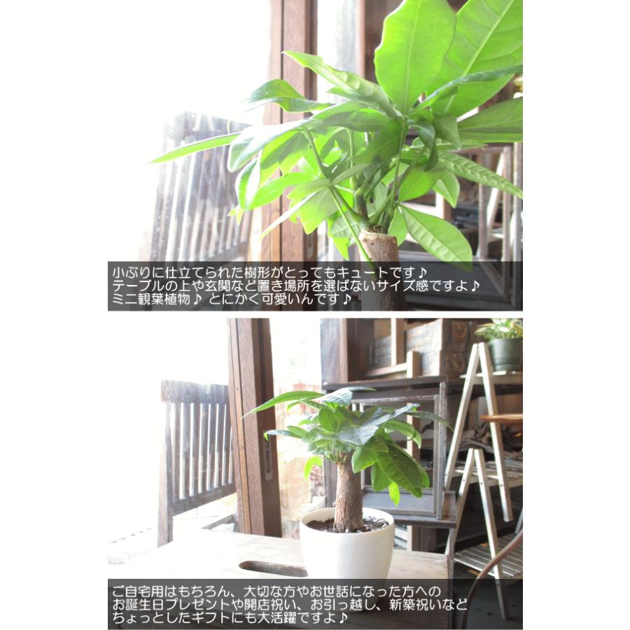 ミニ パキラ 発財樹 3.5号鉢サイズ 鉢植え 薫る花 ミニ観葉 観葉植物