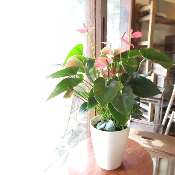 アンスリューム ロイヤルピンクチャンピオン 6号鉢サイズ ピンク 薫る花 おしゃれ アンスリウム 観葉植物 インテリア