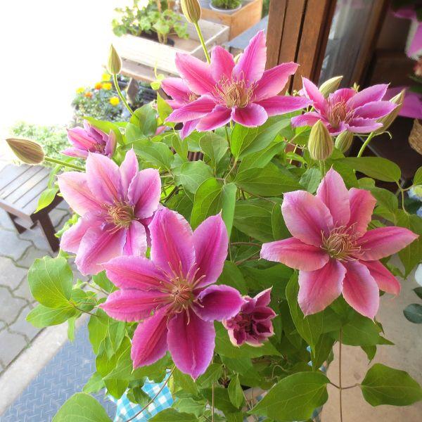 お歳暮 クレマチス ドクターラッペル 6号鉢サイズ 鉢植え 花 フラワー 鉢花 プレゼント ギフト 贈り物 テッセン 母の日ギフト 母の日特集 22年 開店祝い Www Aqtsolutions Com