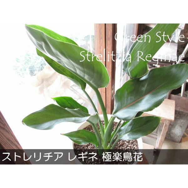 ストレリチア レギネ 極楽鳥花 ゴクラクチョウカ 7号鉢サイズ 白色 セラアート鉢 鉢植え ストレチア 薫る花 観葉植物 おしゃれ インテリアグリーン Reginae 02 薫る花 通販 Yahoo ショッピング