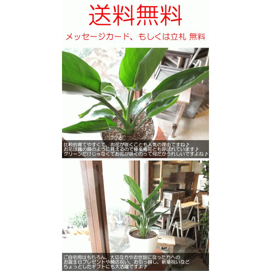 ストレリチア レギネ 極楽鳥花 ゴクラクチョウカ 7号鉢サイズ 白色 セラアート鉢 鉢植え ストレチア 薫る花 観葉植物 おしゃれ インテリアグリーン Reginae 02 薫る花 通販 Yahoo ショッピング