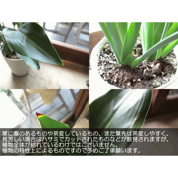 ストレリチア レギネ 極楽鳥花 ゴクラクチョウカ 7号鉢サイズ 白色 セラアート鉢 鉢植え ストレチア 送料無料 薫る花 観葉植物 おしゃれ インテリアグリーン Reginae 02 薫る花 通販 Yahoo ショッピング