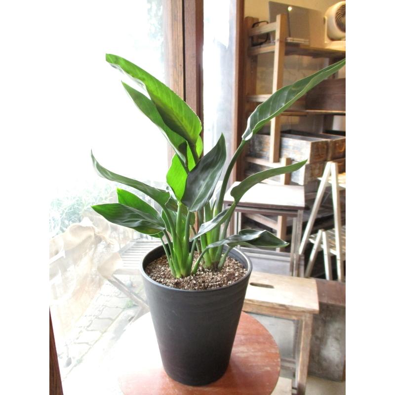 72時間限定タイムセール ストレリチア レギネ 極楽鳥花 ゴクラクチョウカ 7号鉢サイズ 黒色 セラアート鉢 鉢植え ストレチア ブラック 送料無料 薫る花 観葉植物 おしゃれ インテリアグリーン 中型 小型 お誕生日プレゼント ギフト 贈り物 開店祝い 引越し祝い 新築祝い