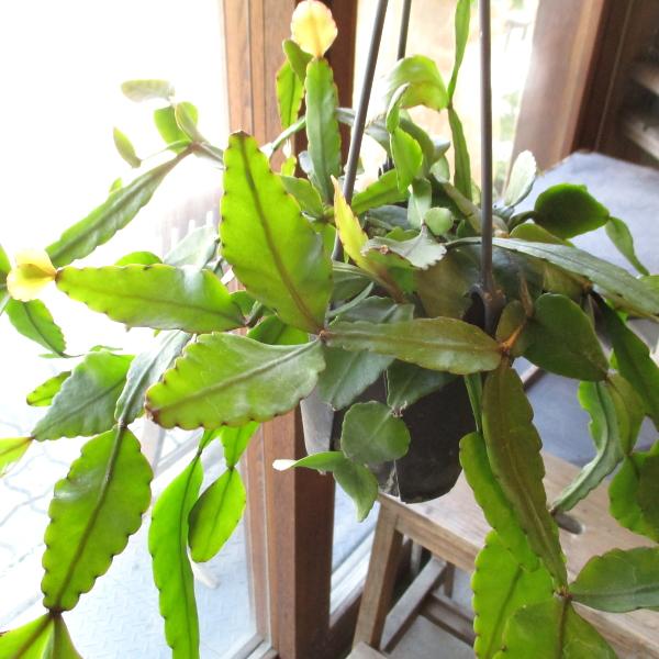 リプサリス エリプティカ 4号 吊り鉢 鉢植え サボテン 吊り下げ