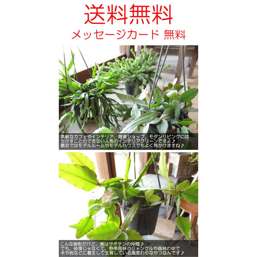 リプサリス エリプティカ 4号 吊り鉢 鉢植え サボテン 吊り下げ リプサリス エリプティカ 4号 吊り鉢 鉢植え サボテン 吊り下げ