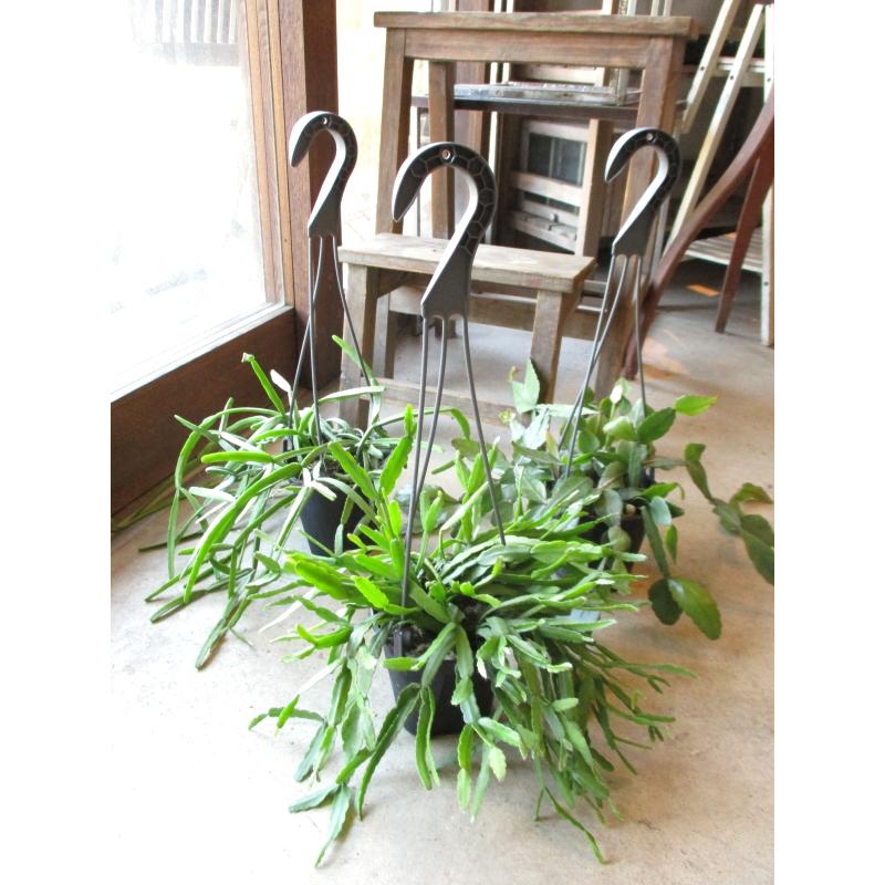 リプサリス おまかせ 3種セット 4号 吊り鉢 鉢植え サボテン リプサリス おまかせ 3種セット 4号 吊り鉢 鉢植え サボテン