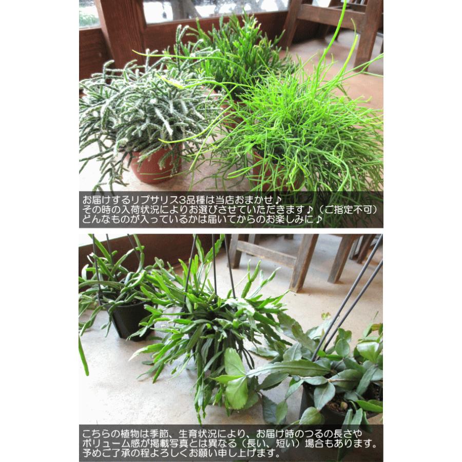 リプサリス3種（3鉢セット） リプサリス おまかせ 3種セット 4号 吊り鉢 鉢植え サボテン 吊り下げ