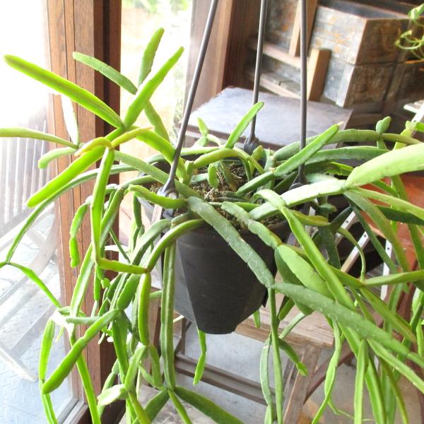 リプサリス キルベルギー 4号 吊り鉢 鉢植え サボテン 吊り下げ