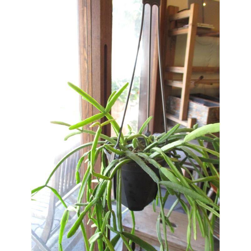 リプサリス キルベルギー 4号 吊り鉢 鉢植え サボテン 吊り下げ リプサリス キルベルギー 4号 吊り鉢 鉢植え サボテン 吊り下げ
