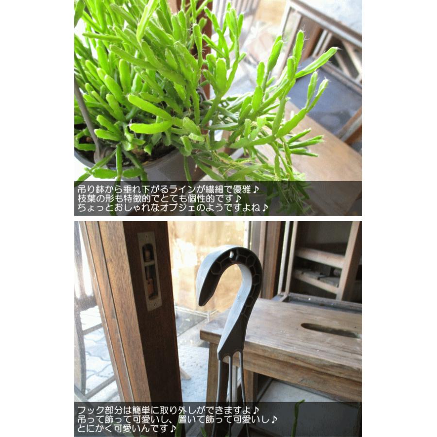 リプサリス エワルディアナ 4号 吊り鉢 鉢植え サボテン 吊り下げ