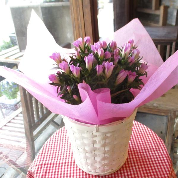 人気商品 リンドウ ももずきんちゃん 5号鉢サイズ 鉢植え いわて花巻りんどう 桃色