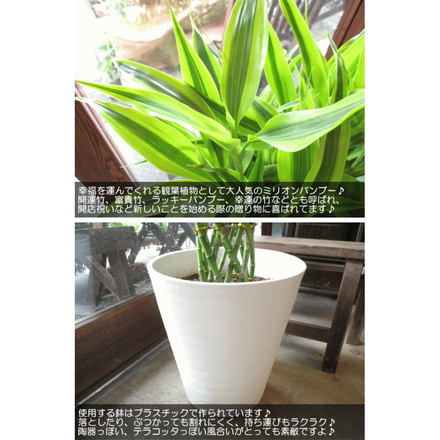ミリオンバンブー ドラセナ サンデリアーナ 8号鉢サイズ 白色 セラアート鉢 鉢植え 送料無料 薫る花 観葉植物 おしゃれ インテリアグリーン 大型 中型 Sanderiana 03 薫る花 通販 Yahoo ショッピング