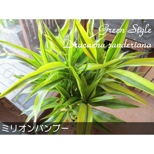 完成品 ミリオンバンブー ドラセナ サンデリアーナ 7号鉢サイズ 鉢植え 薫る花 観葉植物 おしゃれ インテリアグリーン 大型 中型 プレゼント 開店祝い Aynaelda Com