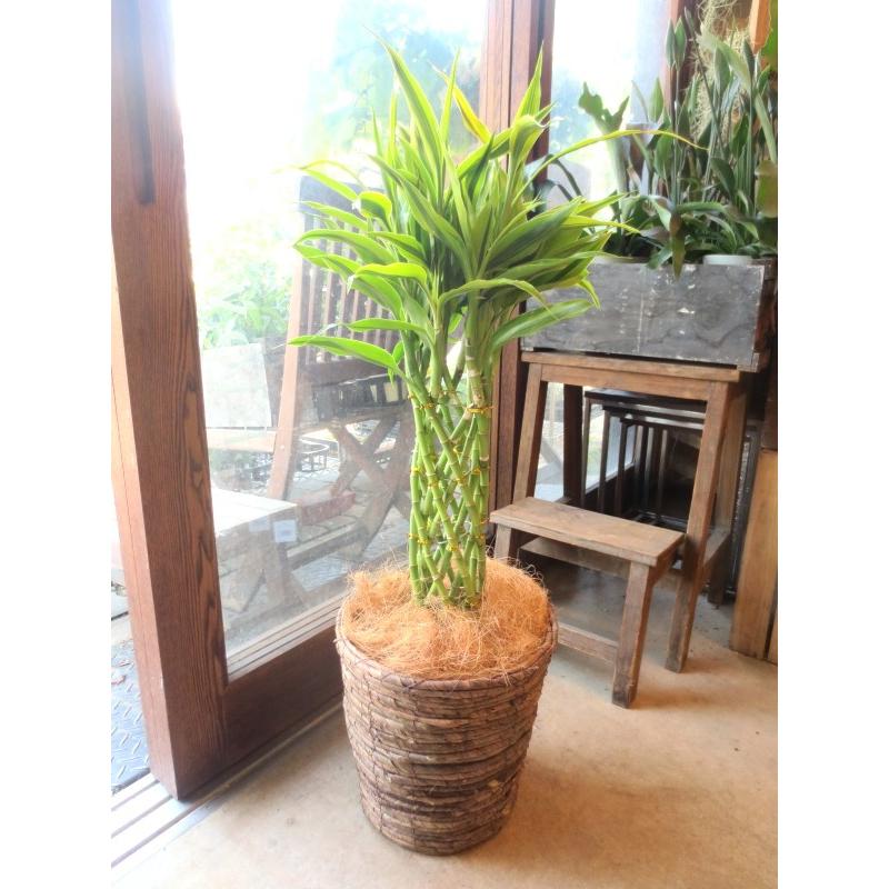 完成品 ミリオンバンブー ドラセナ サンデリアーナ 7号鉢サイズ 鉢植え 薫る花 観葉植物 おしゃれ インテリアグリーン 大型 中型 プレゼント 開店祝い Aynaelda Com