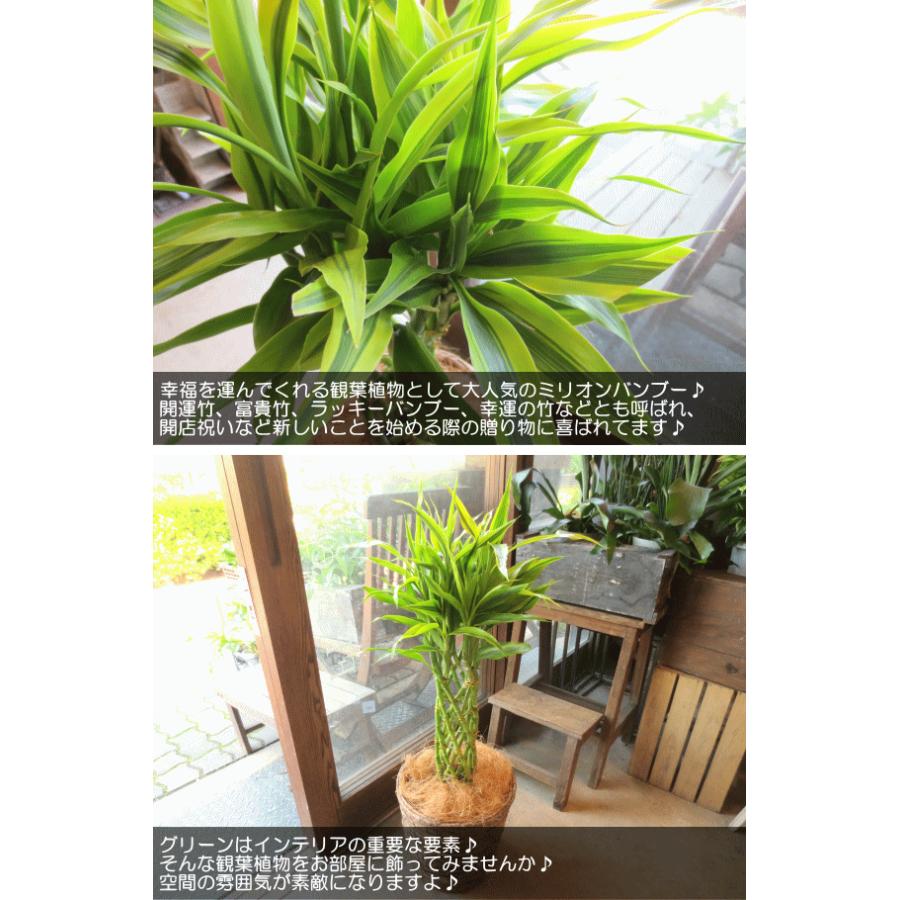 完成品 ミリオンバンブー ドラセナ サンデリアーナ 7号鉢サイズ 鉢植え 薫る花 観葉植物 おしゃれ インテリアグリーン 大型 中型 プレゼント 開店祝い Aynaelda Com
