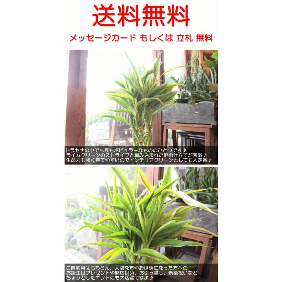 完成品 ミリオンバンブー ドラセナ サンデリアーナ 7号鉢サイズ 鉢植え 薫る花 観葉植物 おしゃれ インテリアグリーン 大型 中型 プレゼント 開店祝い Aynaelda Com