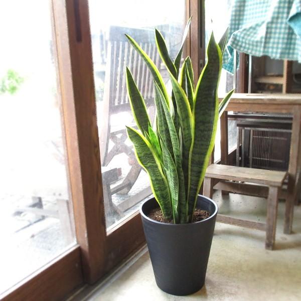 50 Off サンスベリア ローレンティー 8号鉢サイズ 黒色 セラアート鉢 鉢植え サンセベリア ローレンチー トラノオ 薫る花 観葉植物 おしゃれ