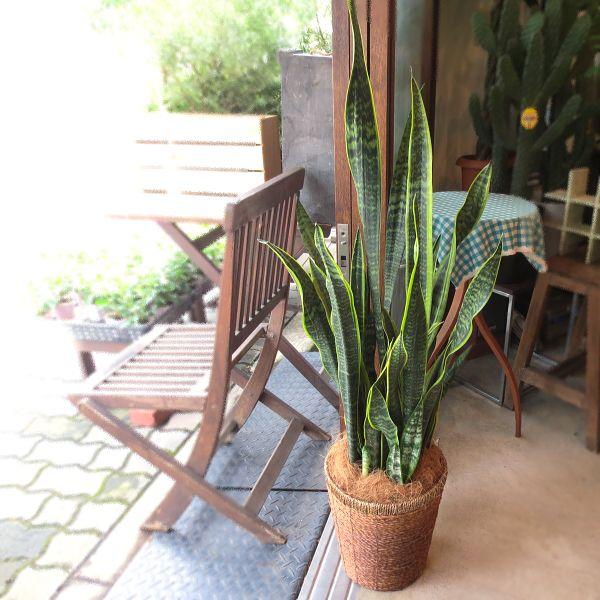 1544円 年間ランキング6年連続受賞 サンスベリア ローレンティー 7号鉢サイズ 鉢植え サンセベリア ローレンチー 薫る花 観葉植物 おしゃれ インテリアグリーン 大型 中型