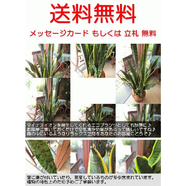 サンスベリア ローレンティー 7号鉢サイズ 鉢植え サンセベリア