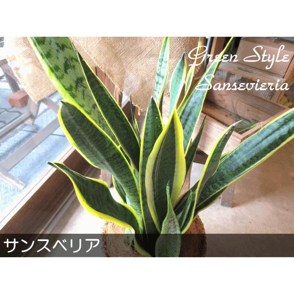 サンスベリア ローレンティー 6号鉢サイズ 鉢植え 観葉植物 ミニ