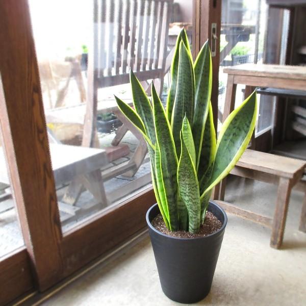 アイテム勢ぞろい サンスベリア ローレンティー 7号鉢サイズ 黒色 セラアート鉢 鉢植え サンセベリア ローレンチー トラノオ 薫る花 観葉植物 おしゃれ