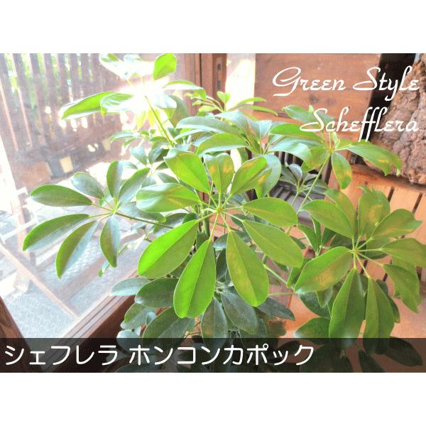 シェフレラ　ホンコンカポック 250821 10 シェフレラ ホンコンカポック 250821 10 シェフレラ ホンコンカポック