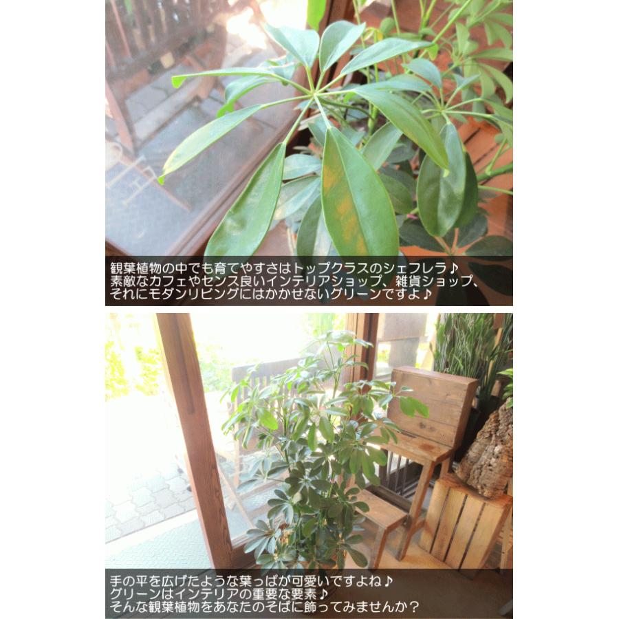 シェフレラ ホンコンカポック 7号鉢サイズ 鉢植え 観葉植物 ミニ