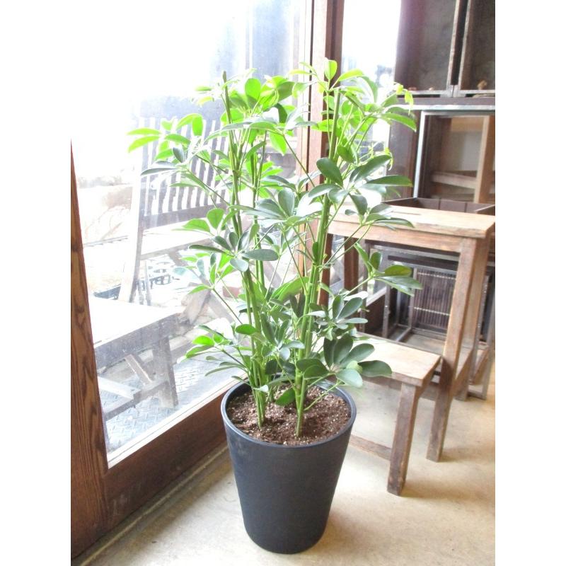 シェフレラ ホンコンカポック 8号鉢サイズ 黒色 セラアート鉢 ブラック 鉢植え 香港カポック 送料無料 薫る花 観葉植物 おしゃれ インテリアグリーン Schefflera 04 薫る花 通販 Yahoo ショッピング