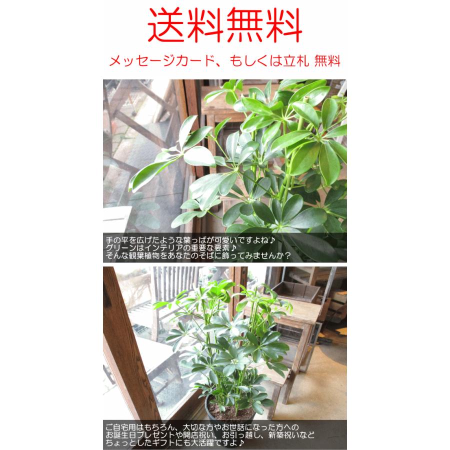 シェフレラ ホンコンカポック 8号鉢サイズ 黒色 セラアート鉢 ブラック 鉢植え 香港カポック 薫る花 観葉植物 おしゃれ インテリアグリーン Schefflera 04 薫る花 通販 Yahoo ショッピング