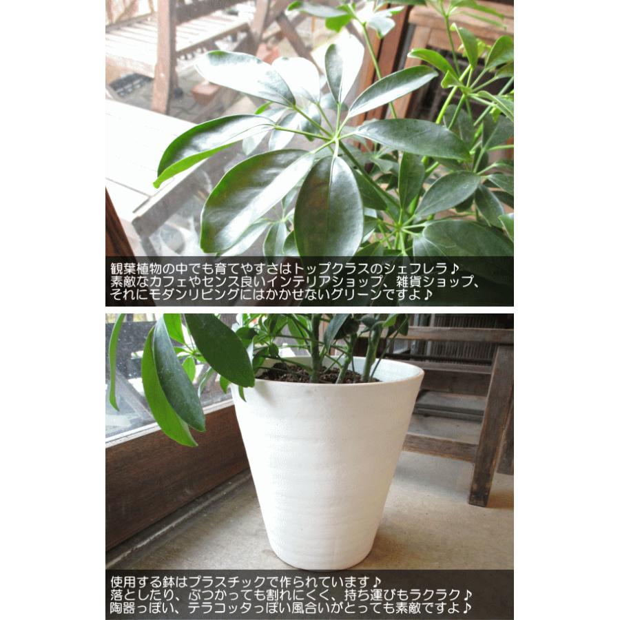 シェフレラ ホンコンカポック 7号鉢サイズ 白色 セラアート鉢 ホワイト 鉢植え 香港カポック 送料無料 薫る花 観葉植物 おしゃれ インテリアグリーン Schefflera 05 薫る花 通販 Yahoo ショッピング