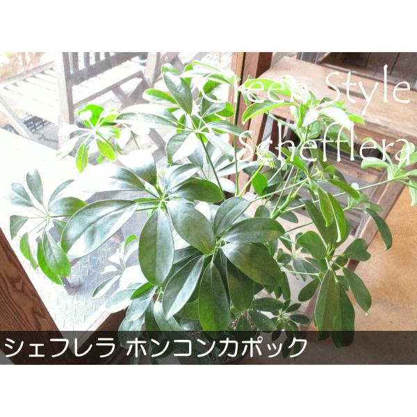 シェフレラ ホンコンカポック 7号鉢サイズ 黒色 セラアート鉢 ブラック