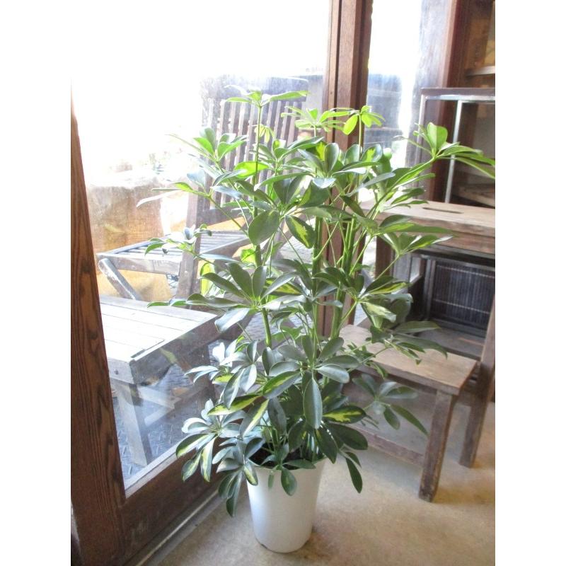 シェフレラ ホンコンカポック 斑入り 6号鉢サイズ 鉢植え 香港カポック