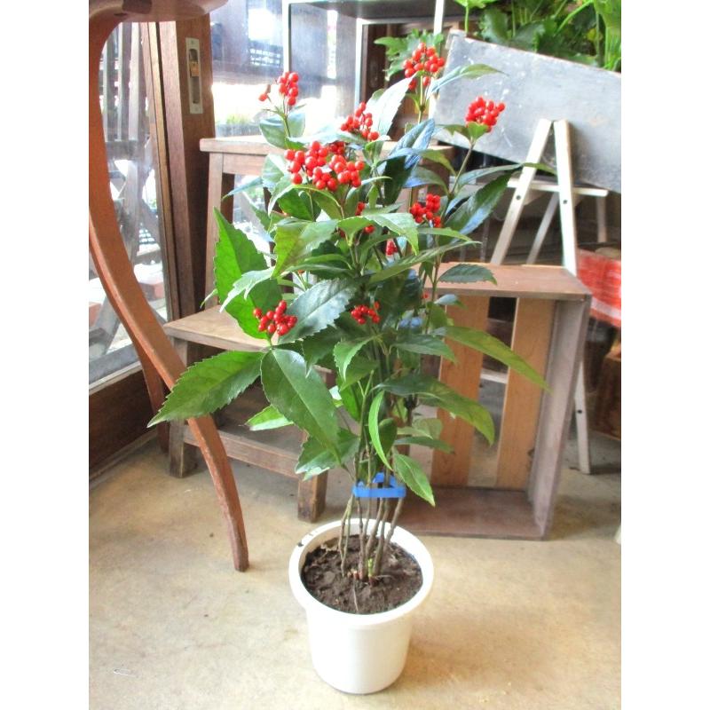 大実千両 赤実 実付き 5号鉢サイズ 鉢植え 観葉植物 ミニ プレゼント