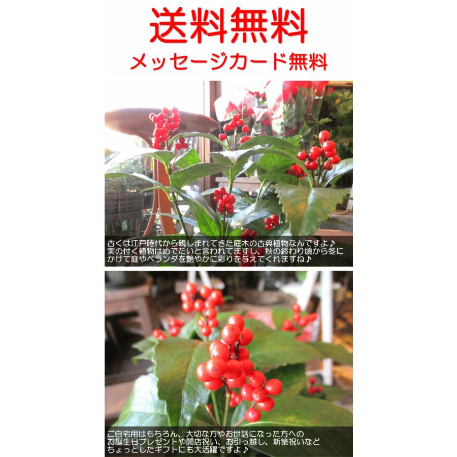 大実千両 赤実 実付き 5号鉢サイズ 鉢植え 観葉植物 ミニ プレゼント