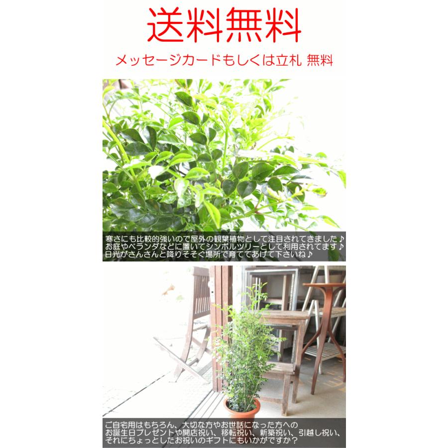 シマトネリコ 6号鉢サイズ 鉢植え 薫る花 庭木 シンボルツリー 常緑樹