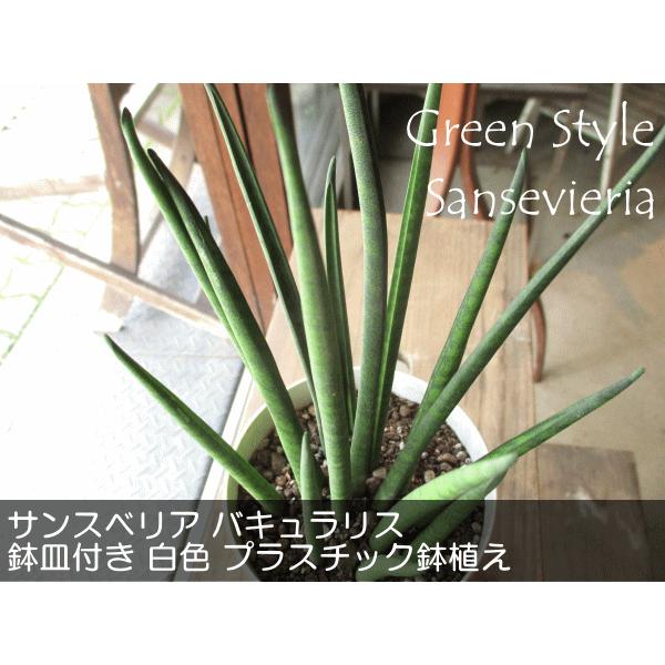 サンスベリア バキュラリス 4号鉢サイズ 鉢皿付き 白色 プラスチック鉢