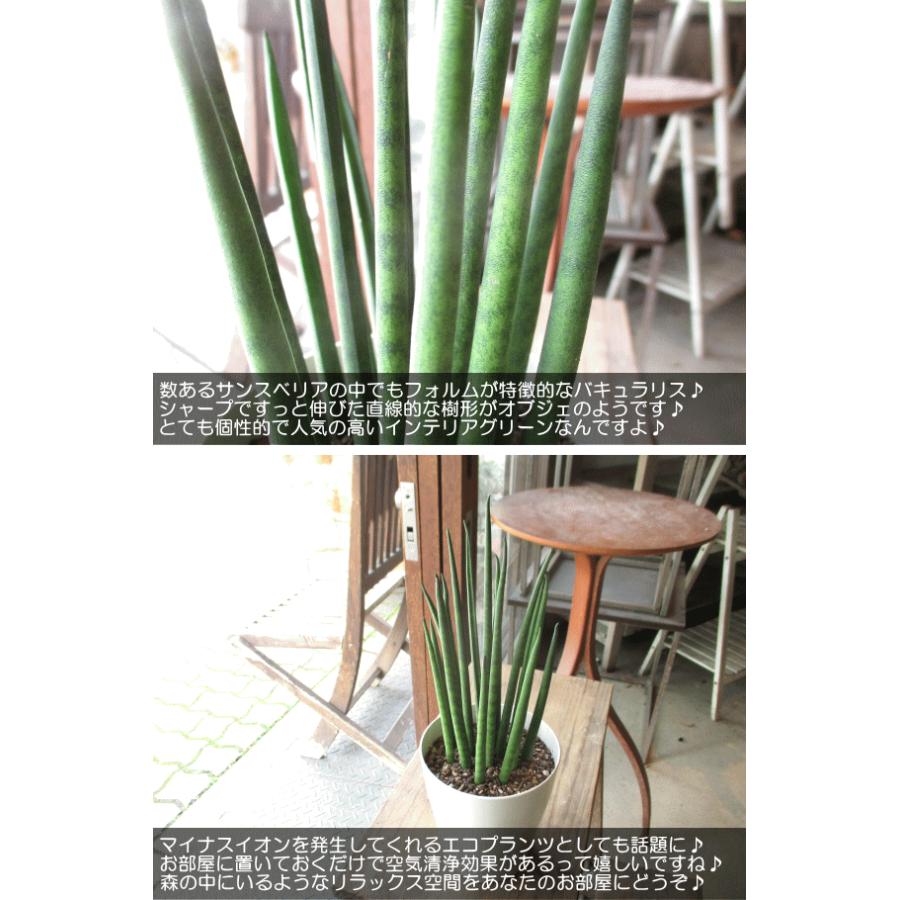 未分類 – Sumer通信 神木 アート インテリア 生花 オブジェ