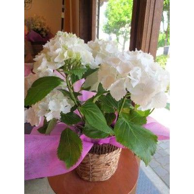 アジサイ シュガーホワイト 5号鉢サイズ 鉢植え 花 フラワー 鉢花 プレゼント ギフト 贈り物 紫陽花 あじさい ハドランジア 母の日ギフト 21年 Suger W 01 薫る花 通販 Yahoo ショッピング