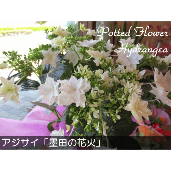 アジサイ 墨田の花火 すみだの花火 5号鉢サイズ 鉢植え 花 フラワー 鉢花 プレゼント ギフト 紫陽花 あじさい ハイドランジア 母の日ギフト 22年 Sumida5 01 薫る花 通販 Yahoo ショッピング