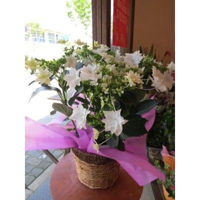 アジサイ 墨田の花火 すみだの花火 5号鉢サイズ 鉢植え 花 フラワー 鉢花 プレゼント ギフト 紫陽花 あじさい ハイドランジア 母の日ギフト 21年 Sumida5 01 薫る花 通販 Yahoo ショッピング