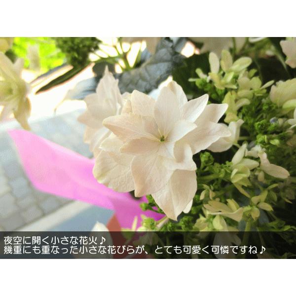 アジサイ 墨田の花火 すみだの花火 5号鉢サイズ 鉢植え 花 フラワー 鉢花 プレゼント ギフト 紫陽花 あじさい ハイドランジア 母の日ギフト 22年 Sumida5 01 薫る花 通販 Yahoo ショッピング