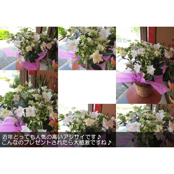 アジサイ 墨田の花火 すみだの花火 5号鉢サイズ 鉢植え 花 フラワー 鉢花 プレゼント ギフト 紫陽花 あじさい ハイドランジア 母の日ギフト 21年 Sumida5 01 薫る花 通販 Yahoo ショッピング