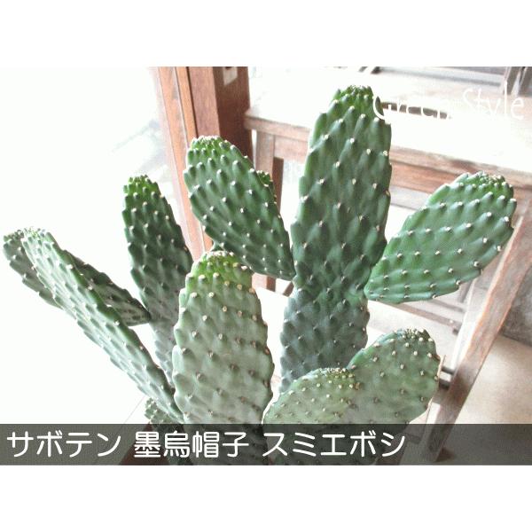 墨烏帽子（スミエボシ）3本立ち7号鉢サイズ 観葉植物 ミニ インテリア 