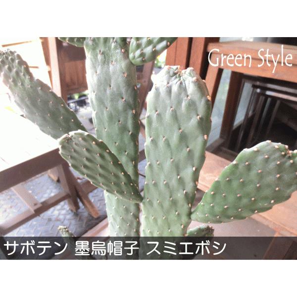 サボテン 墨烏帽子 スミエボシ 2本立ち 6号鉢サイズ 鉢植え 観葉植物