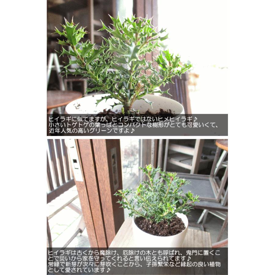 姫ヒイラギ 3.5号鉢サイズ 鉢植え 魔除けの木 厄除けの木 ヒメヒイラギ 姫柊 アマミヒイラギ ミニ観葉 薫る花 庭木 観葉植物 おしゃれ 誕生日プレゼント 盆栽｜kaoruhana｜04