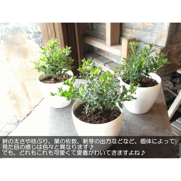姫ヒイラギ 3.5号鉢サイズ 鉢植え 魔除けの木 厄除けの木 姫ヒイラギ 3.5号鉢サイズ 鉢植え 魔除けの木 厄除けの木